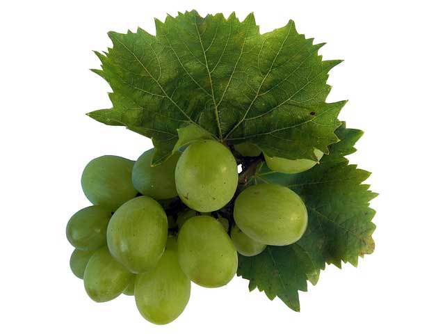 Fattoria Valdrighi, il buon vino a Montecarlo di Lucca